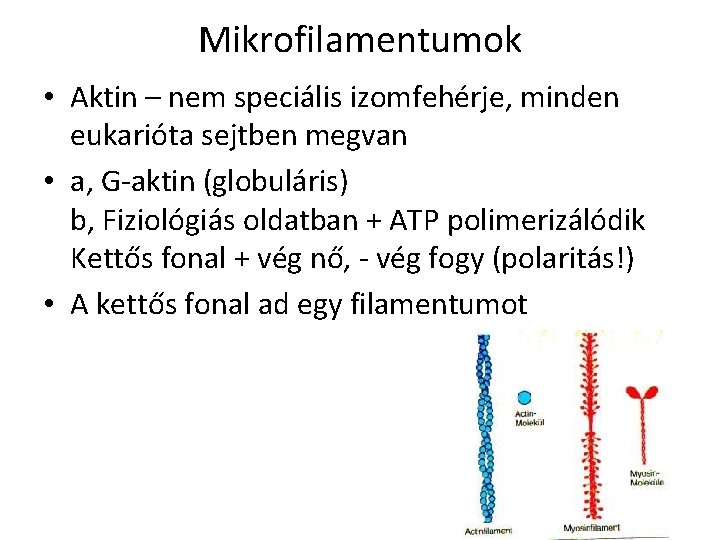 Mikrofilamentumok • Aktin – nem speciális izomfehérje, minden eukarióta sejtben megvan • a, G-aktin