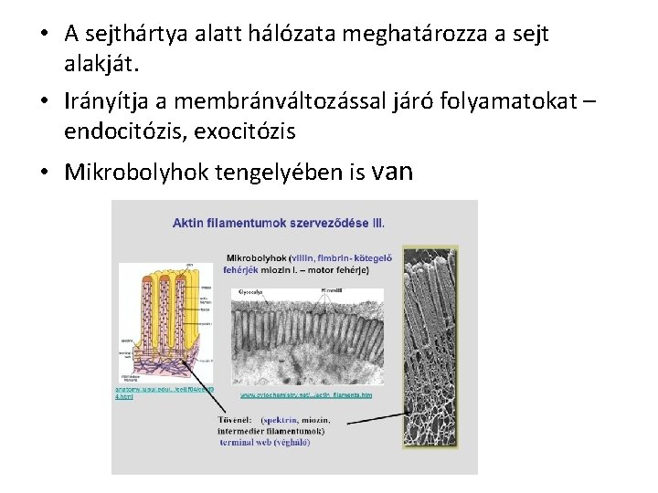  • A sejthártya alatt hálózata meghatározza a sejt alakját. • Irányítja a membránváltozással