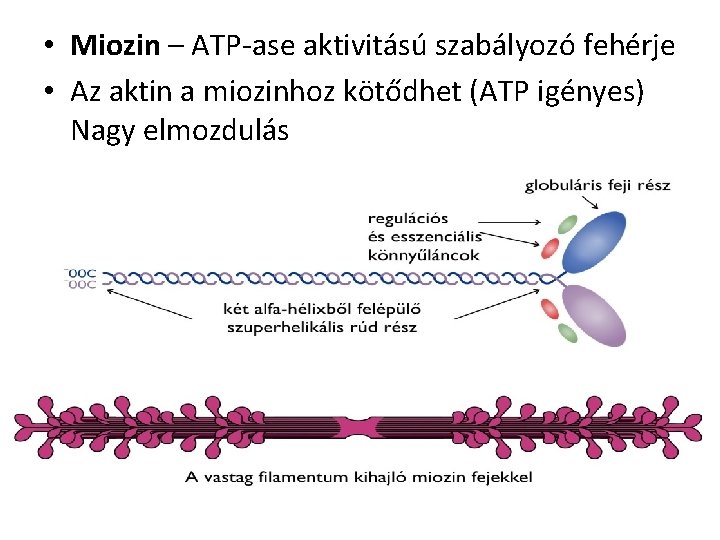  • Miozin – ATP-ase aktivitású szabályozó fehérje • Az aktin a miozinhoz kötődhet