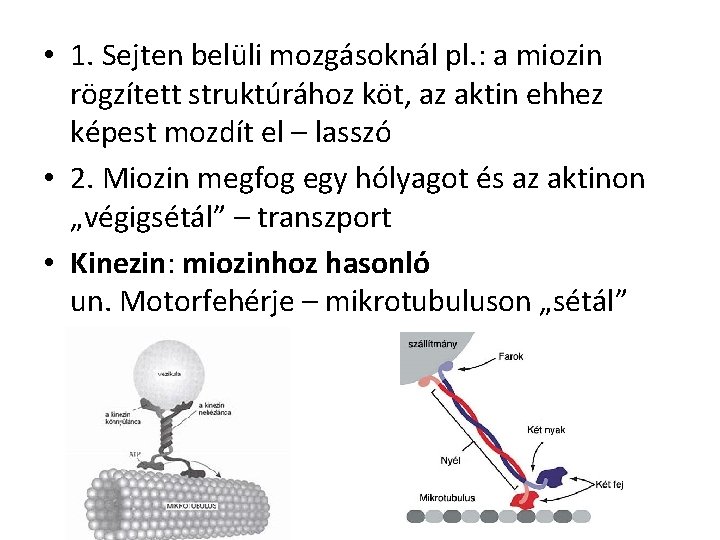  • 1. Sejten belüli mozgásoknál pl. : a miozin rögzített struktúrához köt, az