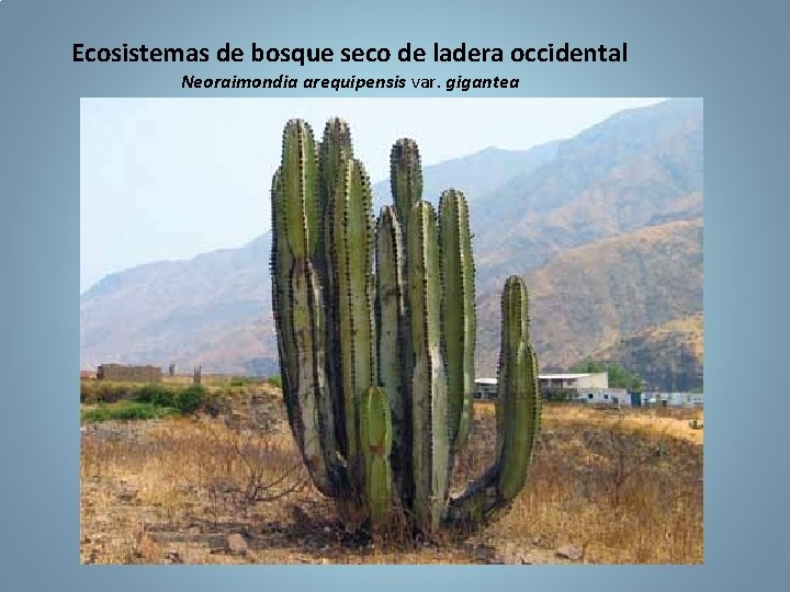 Ecosistemas de bosque seco de ladera occidental Neoraimondia arequipensis var. gigantea 