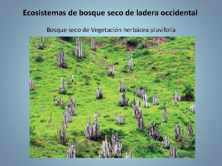 Ecosistemas de bosque seco de ladera occidental Bosque seco de Vegetación herbácea pluvifolia 