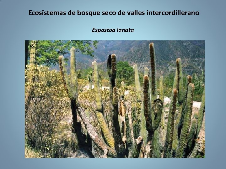 Ecosistemas de bosque seco de valles intercordillerano Espostoa lanata 