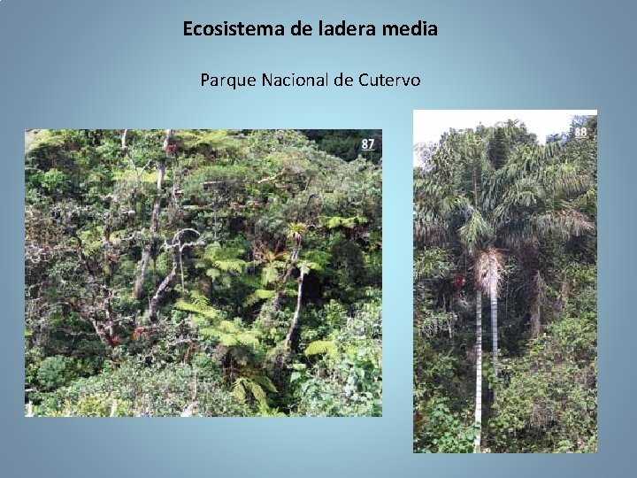 Ecosistema de ladera media Parque Nacional de Cutervo 