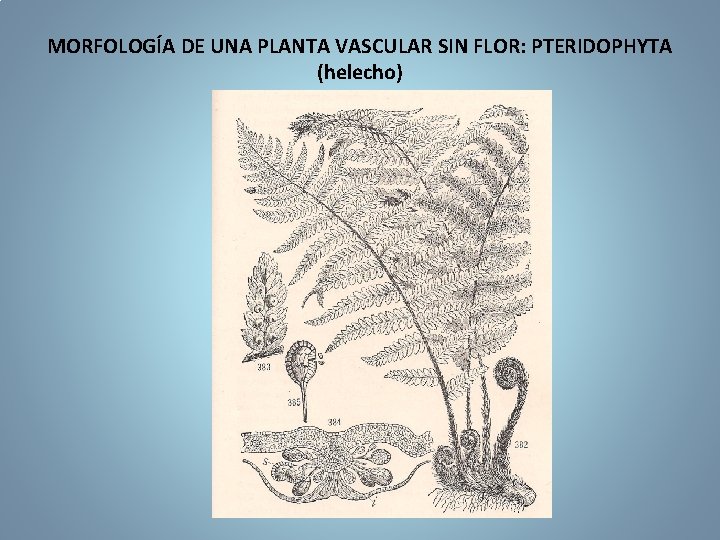 MORFOLOGÍA DE UNA PLANTA VASCULAR SIN FLOR: PTERIDOPHYTA (helecho) 