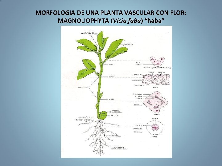 MORFOLOGIA DE UNA PLANTA VASCULAR CON FLOR: MAGNOLIOPHYTA (Vicia faba) “haba” 