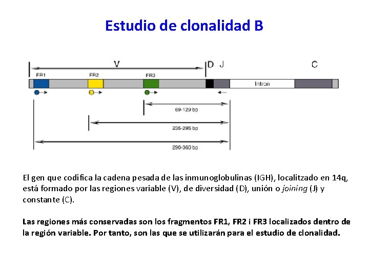 Estudio de clonalidad B El gen que codifica la cadena pesada de las inmunoglobulinas Estudio de clonalidad B El gen que codifica la cadena pesada de las inmunoglobulinas