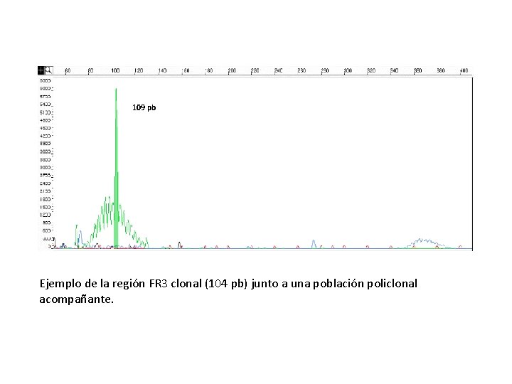 109 pb Ejemplo de la región FR 3 clonal (104 pb) junto a una 109 pb Ejemplo de la región FR 3 clonal (104 pb) junto a una
