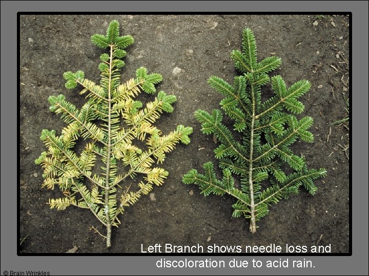 © Brain Wrinkles Left Branch shows needle loss and discoloration due to acid rain.