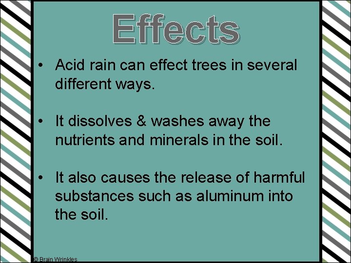 Effects • Acid rain can effect trees in several different ways. • It dissolves