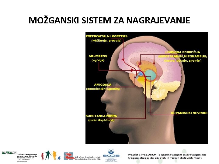 MOŽGANSKI SISTEM ZA NAGRAJEVANJE 