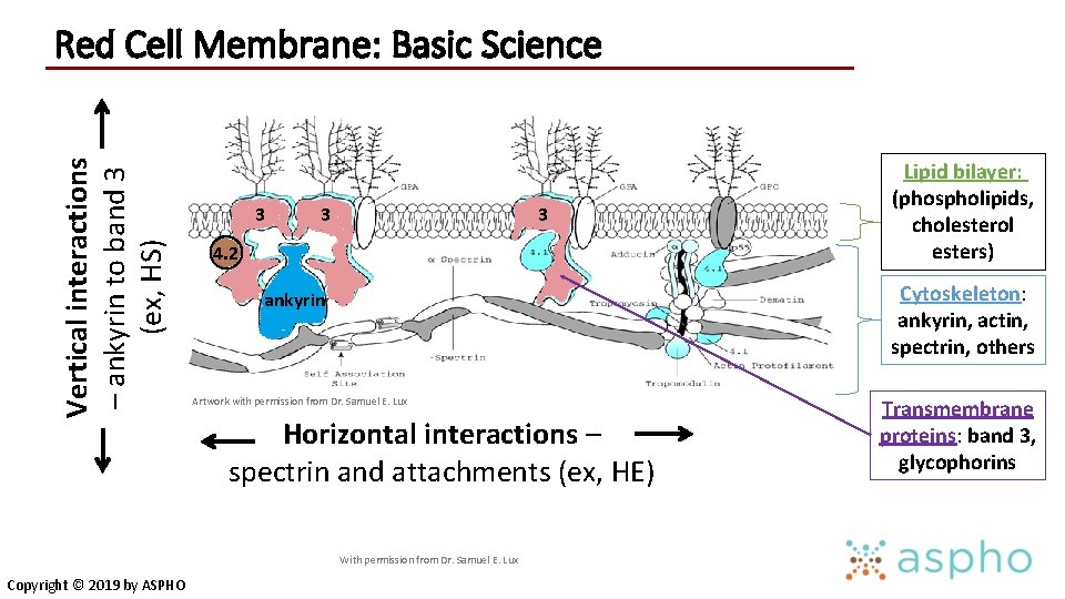 Vertical interactions – ankyrin to band 3 (ex, HS) Red Cell Membrane: Basic Science