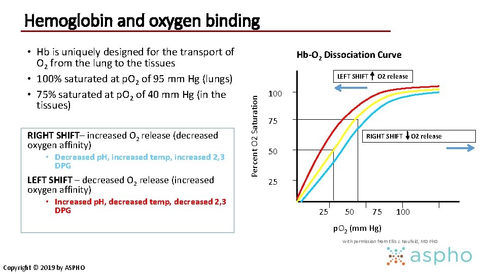Hemoglobin and oxygen binding RIGHT SHIFT– increased O 2 release (decreased oxygen affinity) •