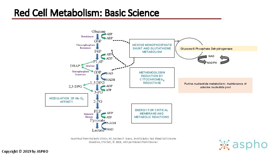 Red Cell Metabolism: Basic Science HEXOSE MONOPHOSPHATE SHUNT AND GLUTATHIONE METABOLISM Glucose-6 -Phosphate Dehydrogenase