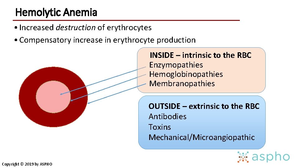 Hemolytic Anemia • Increased destruction of erythrocytes • Compensatory increase in erythrocyte production INSIDE