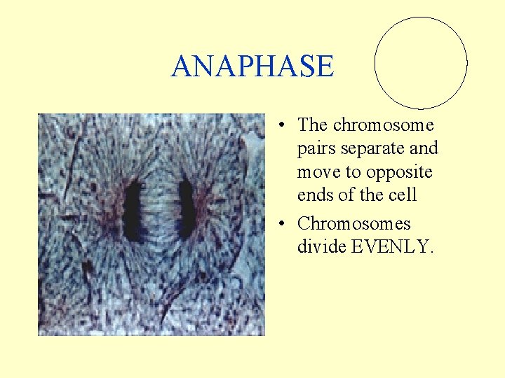 ANAPHASE • The chromosome pairs separate and move to opposite ends of the cell