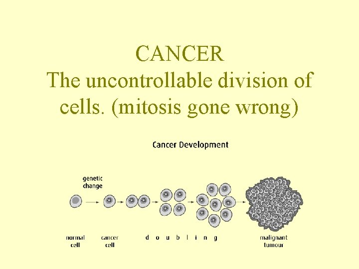 CANCER The uncontrollable division of cells. (mitosis gone wrong) 