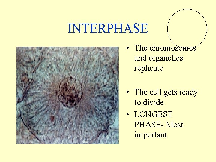 INTERPHASE • The chromosomes and organelles replicate • The cell gets ready to divide