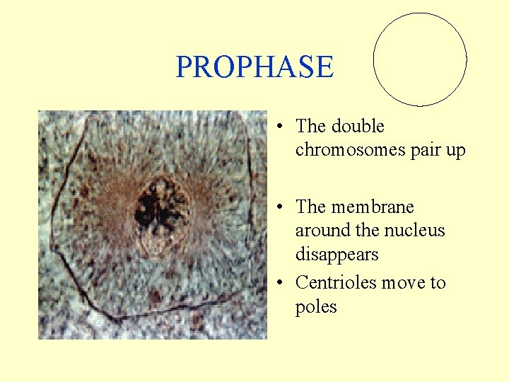 PROPHASE • The double chromosomes pair up • The membrane around the nucleus disappears