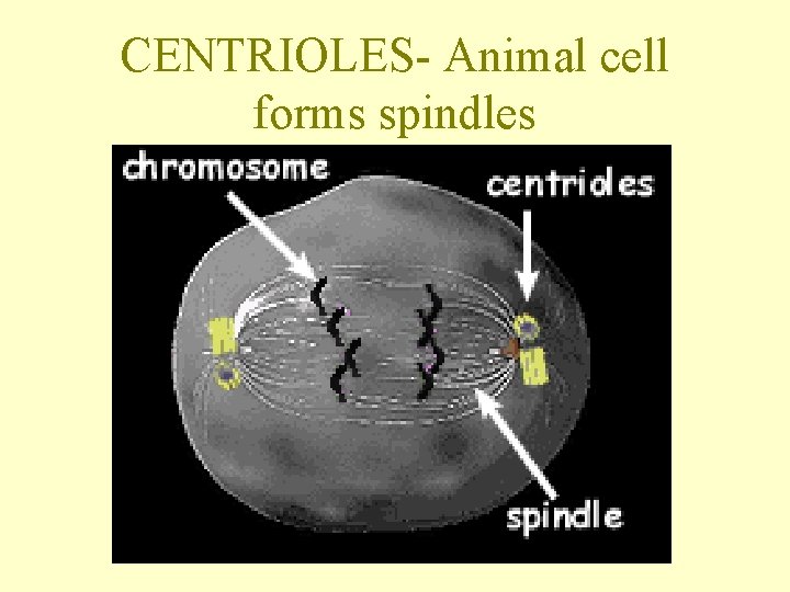 CENTRIOLES- Animal cell forms spindles 