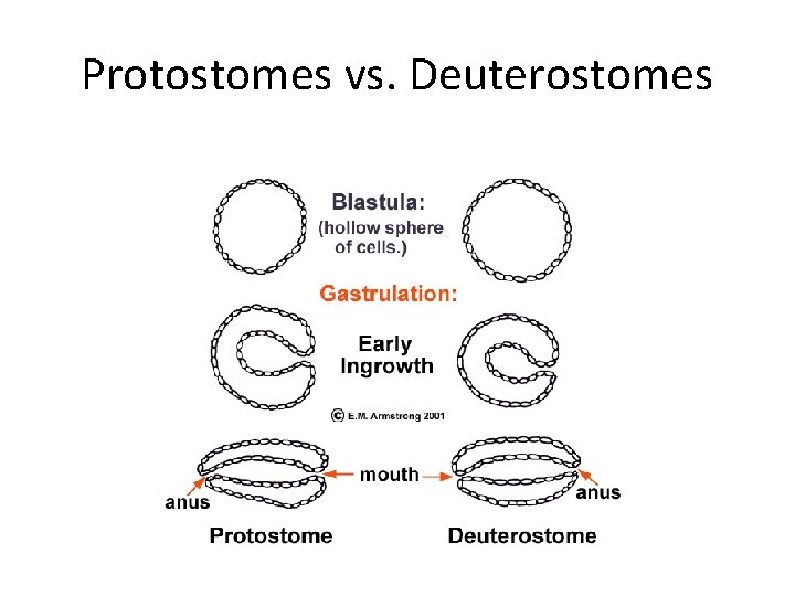 deuterostom vagy protostomia platyhelminthes