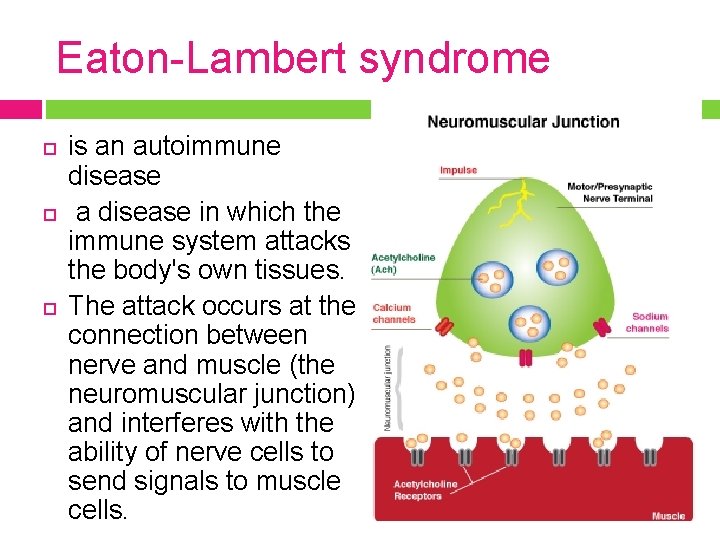 Eaton-Lambert syndrome is an autoimmune disease a disease in which the immune system attacks