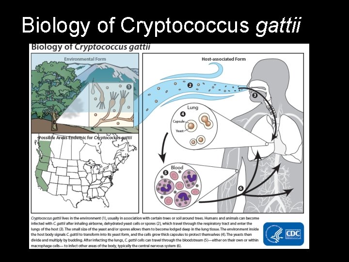 Biology of Cryptococcus gattii 