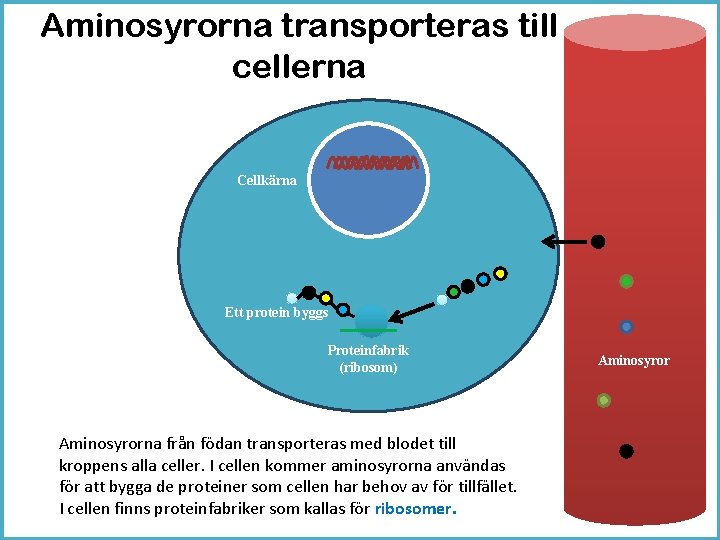 Aminosyrorna transporteras till cellerna Cellkärna Ett protein byggs Proteinfabrik (ribosom) Aminosyrorna från födan transporteras
