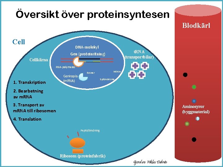 Översikt över proteinsyntesen Blodkärl Cell DNA-molekyl t. RNA (transportbilar) Gen (proteinritning) Cellkärna RNA-polymeras 1.