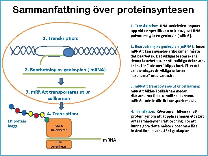 Sammanfattning över proteinsyntesen 1. Transkription: DNA-molekylen öppnas upp vid en specifik gen och enzymet