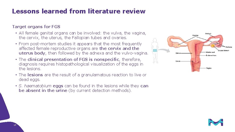 Lessons learned from literature review Target organs for FGS • All female genital organs