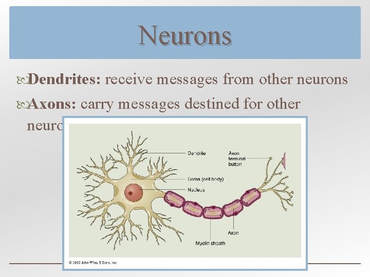 Chapter 2 The Brain And Behavior Divisions Of