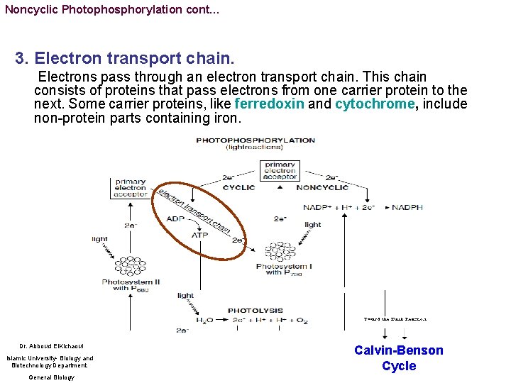 Noncyclic Photophosphorylation cont… 3. Electron transport chain. Electrons pass through an electron transport chain.