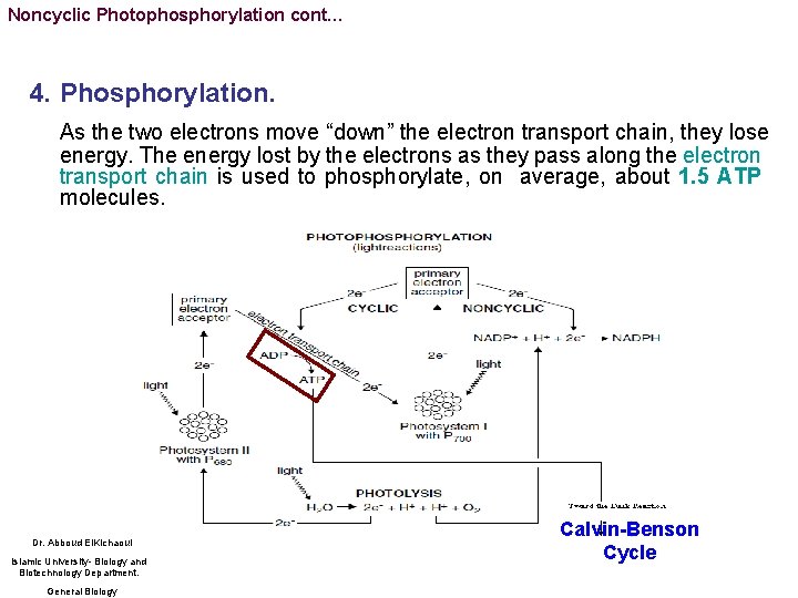 Noncyclic Photophosphorylation cont… 4. Phosphorylation. As the two electrons move “down” the electron transport