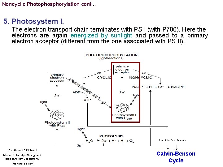 Noncyclic Photophosphorylation cont… 5. Photosystem I. The electron transport chain terminates with PS I