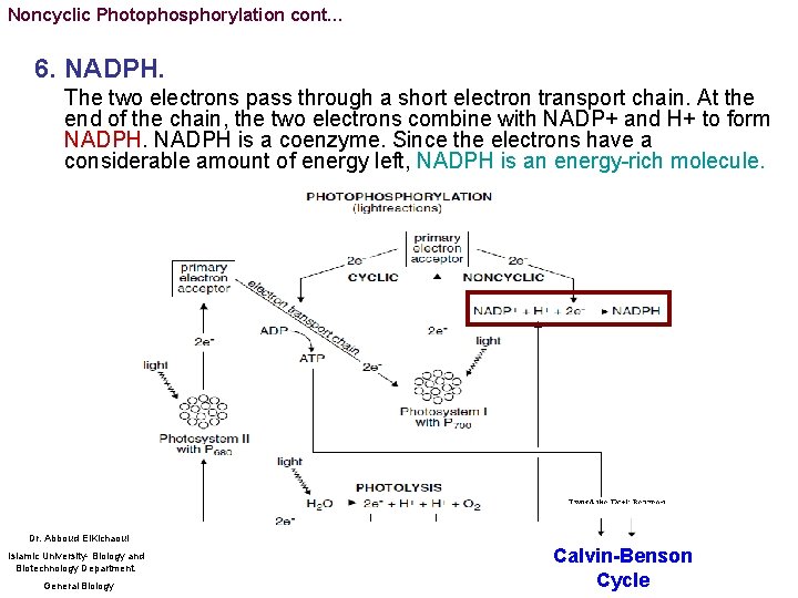 Noncyclic Photophosphorylation cont… 6. NADPH. The two electrons pass through a short electron transport
