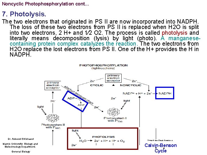 Noncyclic Photophosphorylation cont… 7. Photolysis. The two electrons that originated in PS II are