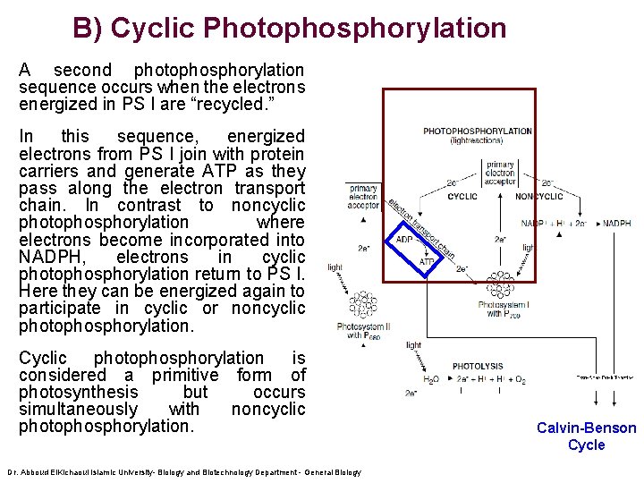 B) Cyclic Photophosphorylation A second photophosphorylation sequence occurs when the electrons energized in PS