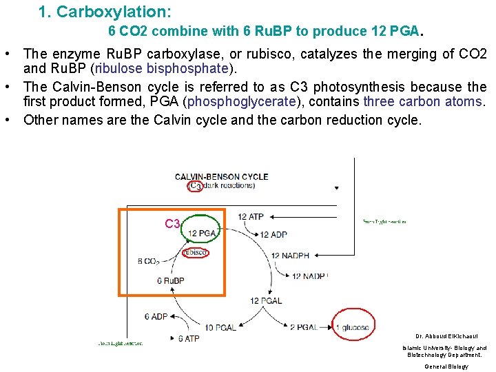 1. Carboxylation: 6 CO 2 combine with 6 Ru. BP to produce 12 PGA.