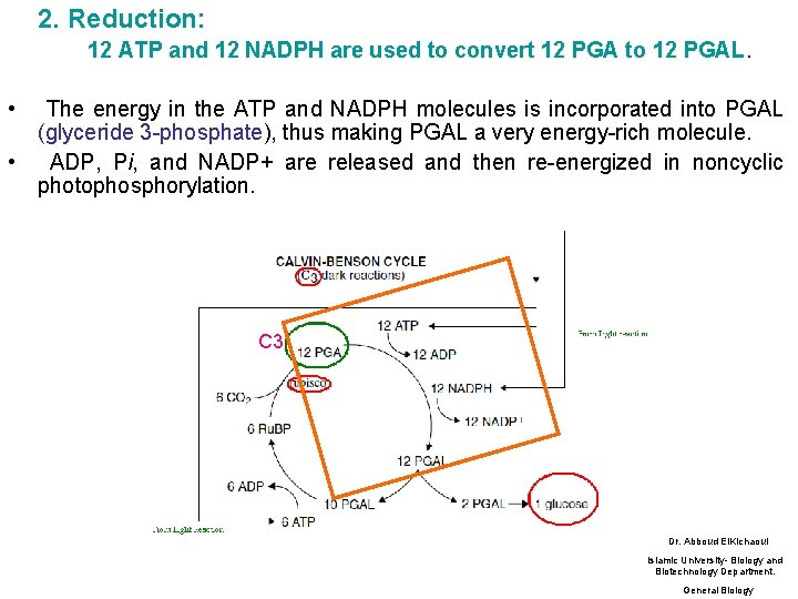 2. Reduction: 12 ATP and 12 NADPH are used to convert 12 PGA to