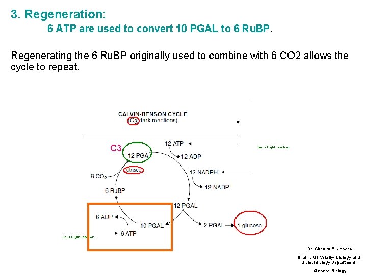 3. Regeneration: 6 ATP are used to convert 10 PGAL to 6 Ru. BP.