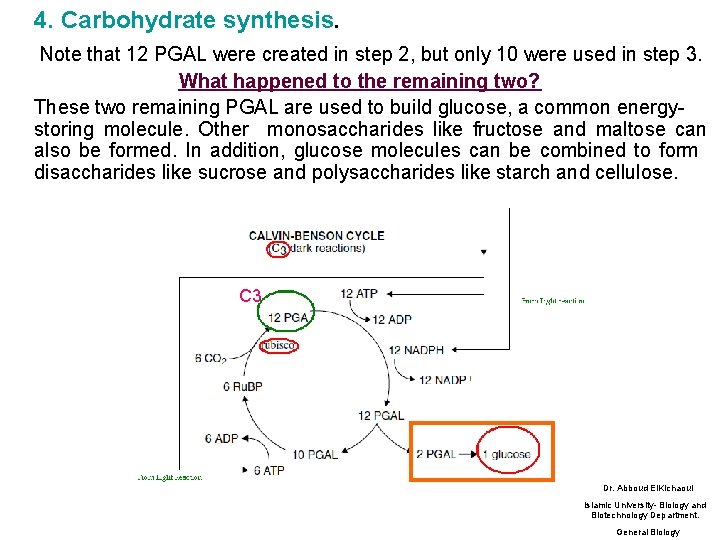 4. Carbohydrate synthesis. Note that 12 PGAL were created in step 2, but only