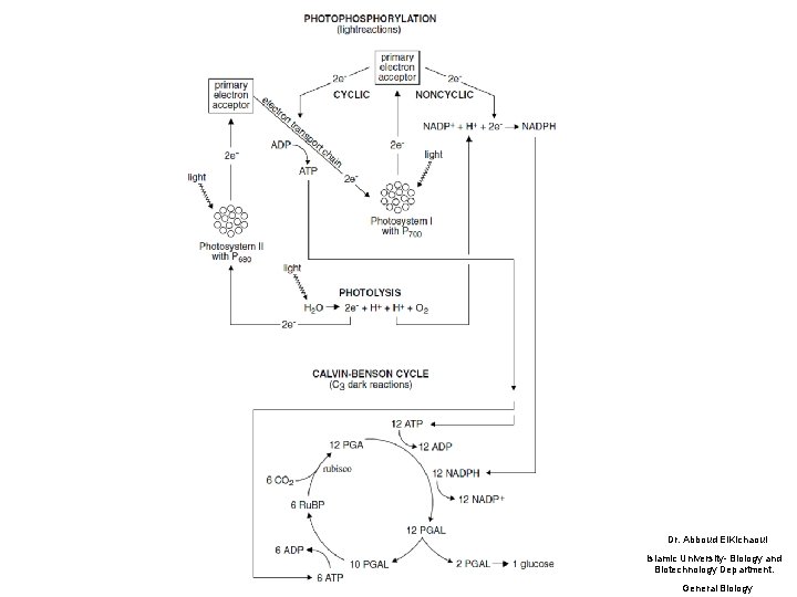 Dr. Abboud El. Kichaoui Islamic University- Biology and Biotechnology Department. General Biology 