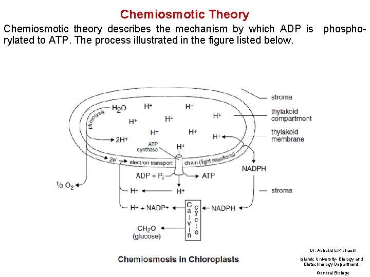 Chemiosmotic Theory Chemiosmotic theory describes the mechanism by which ADP is phosphorylated to ATP.