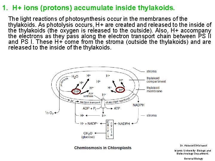 1. H+ ions (protons) accumulate inside thylakoids. The light reactions of photosynthesis occur in