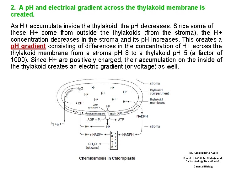 2. A p. H and electrical gradient across the thylakoid membrane is created. As