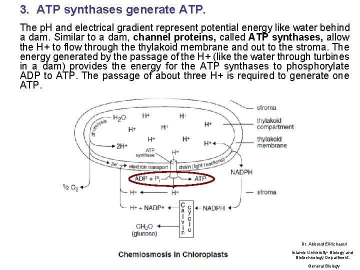 3. ATP synthases generate ATP. The p. H and electrical gradient represent potential energy