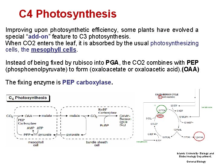 C 4 Photosynthesis Improving upon photosynthetic efficiency, some plants have evolved a special “add-on”