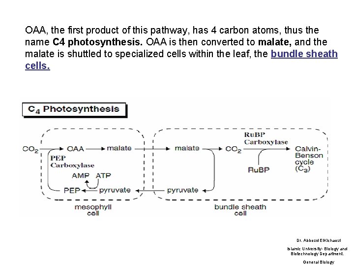 OAA, the first product of this pathway, has 4 carbon atoms, thus the name OAA, the first product of this pathway, has 4 carbon atoms, thus the name