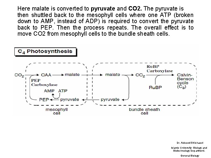 Here malate is converted to pyruvate and CO 2. The pyruvate is then shuttled